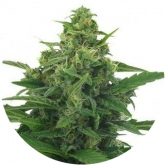 Купить семена марихуаны LSD Auto Fem.