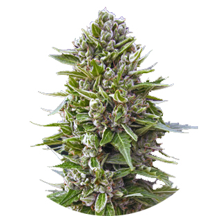 Купить семена марихуаны Northern Lights Auto Fem.