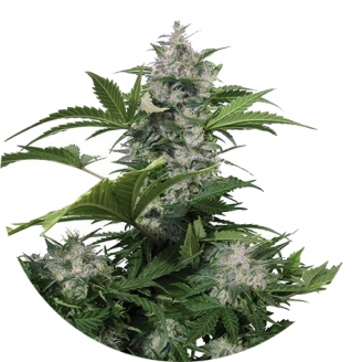 Купить семена марихуаны White Dwarf Auto Fem.
